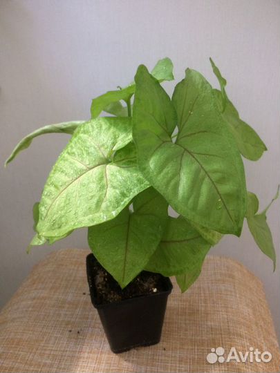 Сингониум голден