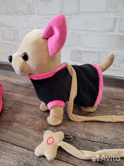 Собачка Чичилав; Chi Chi Love