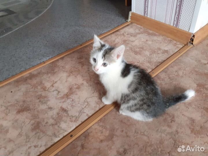 Отдам котят