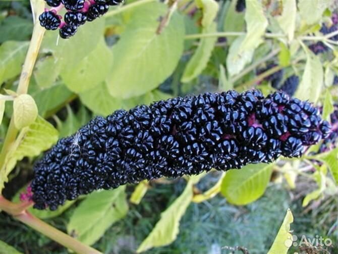 Многолетник Лаконос ягодный (фитолакка)