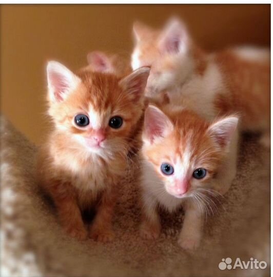 Котята в добрые руки 1 месяц