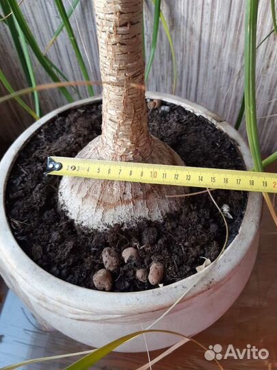 Налина пальма 1м