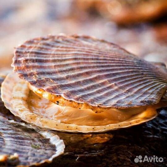 Морской гребешок (дальневосточный)