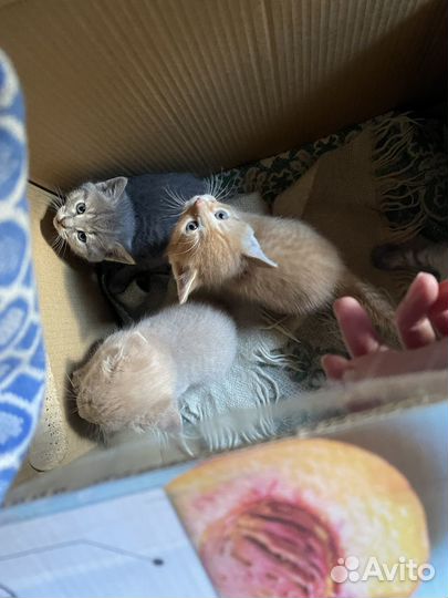 Котята в добрые руки даром