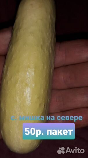 Семена огурцов