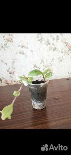 Традесканция