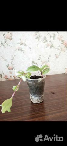 Традесканция