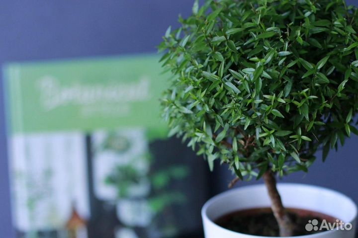 Мирт комнатный, мелколистный