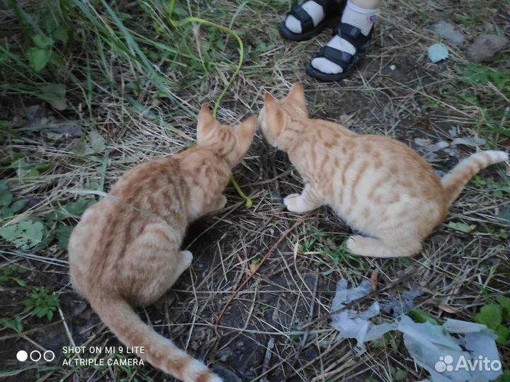 Кошка в дар