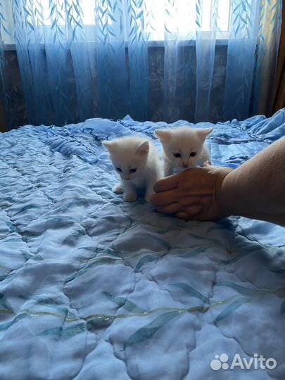 Кошечки в добрые руки