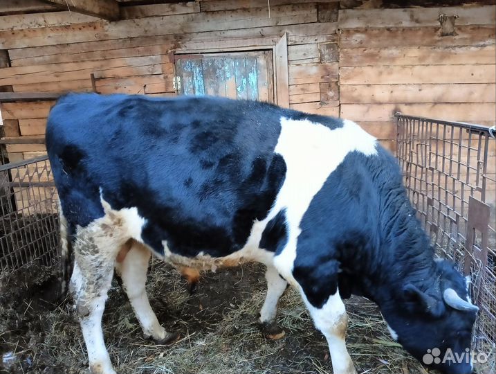 Мясо говядина домашняя