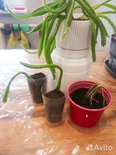 Цветы домашние в горшках