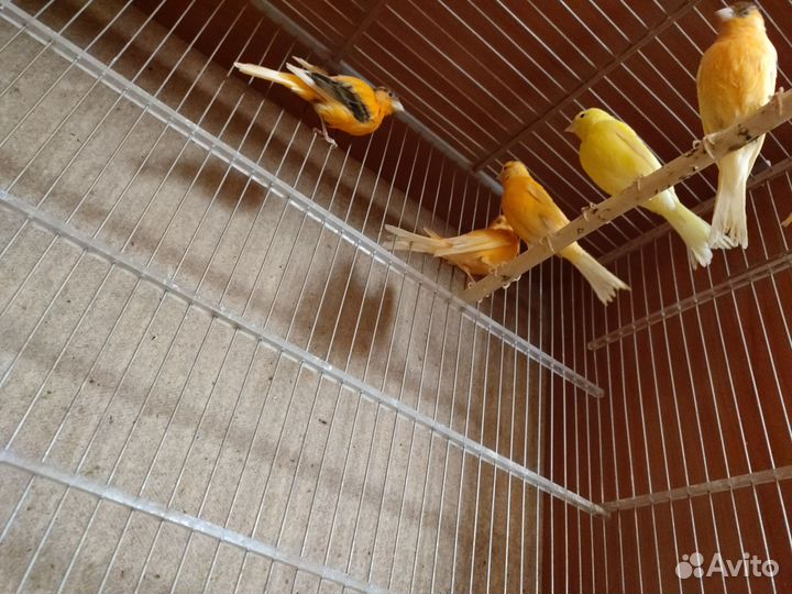 Кенара и канарейки
