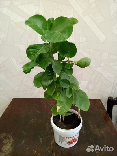 Лимон с плодом