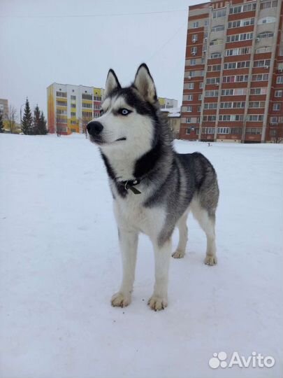 Выгул, передержка собак