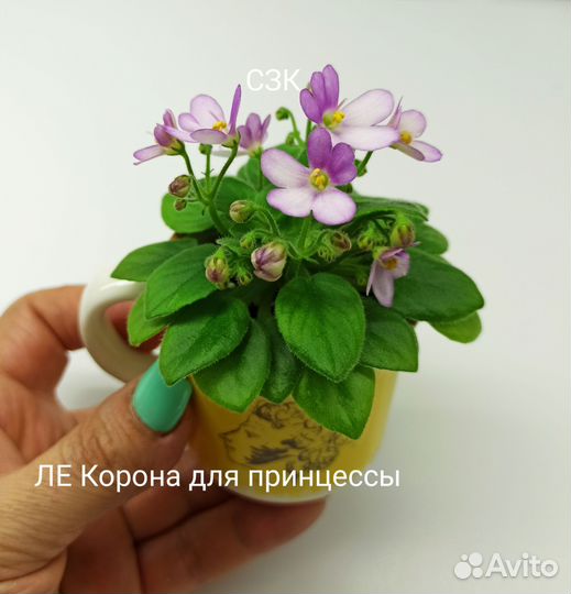 Сортовые мини фиалки ч. 2