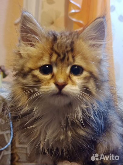 Пушистый котенок