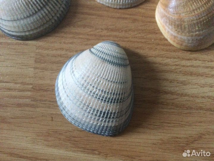 Морские ракушки раковины