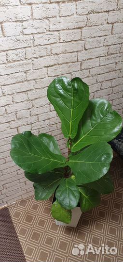 Фикус лирата колумнарис