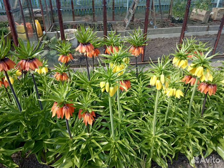 Рябчик Императорский, Гиацинты, Тюльпан