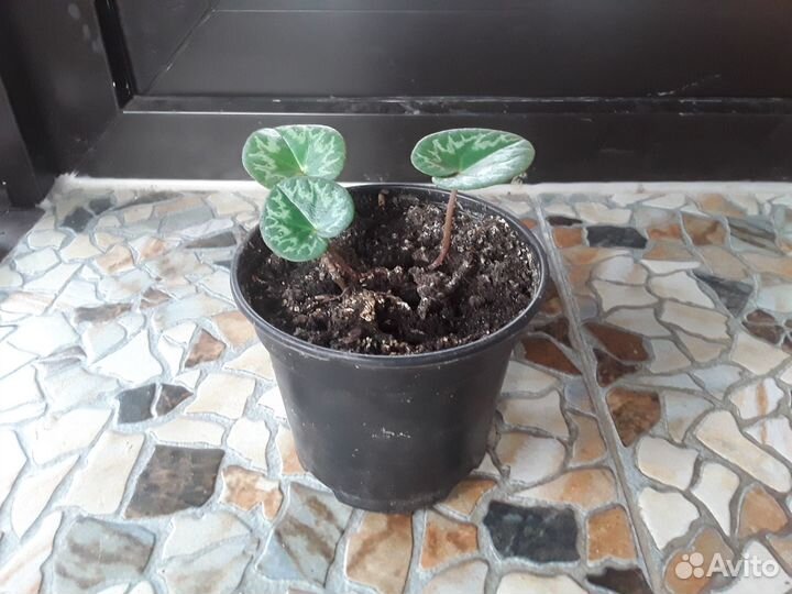 Детки альпийской фиалки