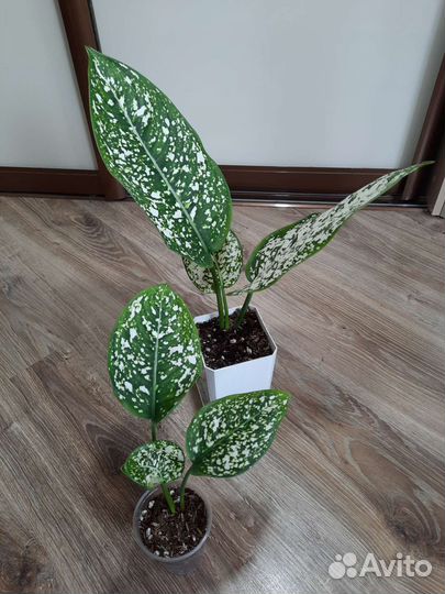 Аглаонема World of Heritage