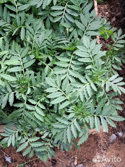 Рассада бархатцы Брокада красная, помидоры