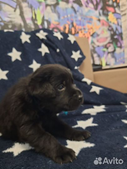 Щенки лабрадора