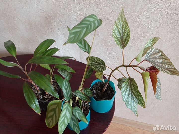 Продаются комнатные растения