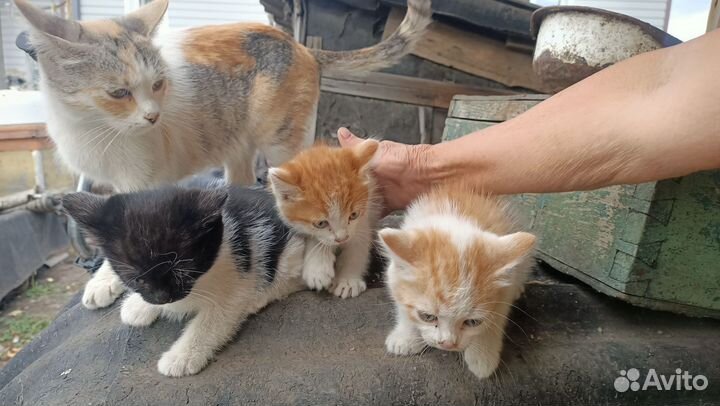 Отдам в добрые руки