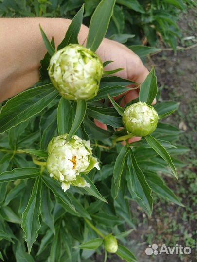 Пионы саженцы-корни#