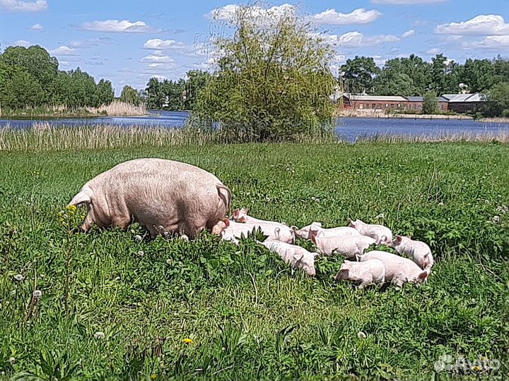 Свинья и Поросята