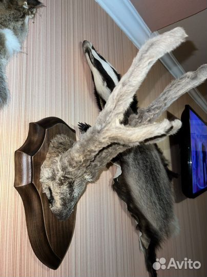 Чучело рога косули