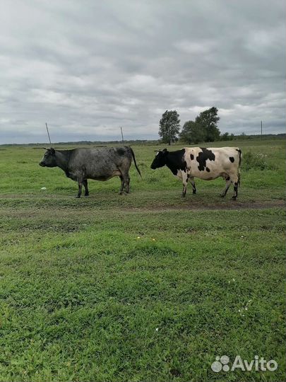 Продам коров Бычков телят