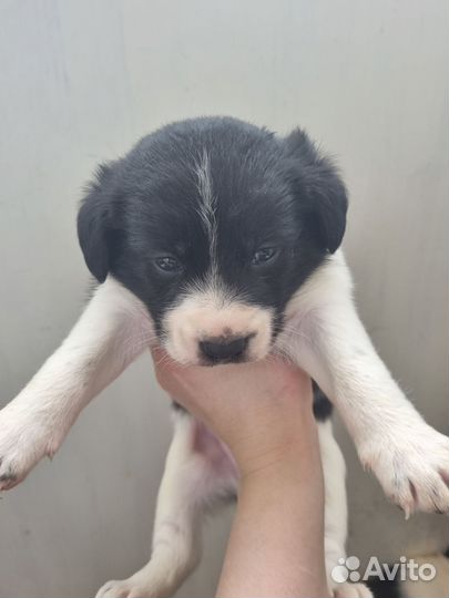 Щенки
