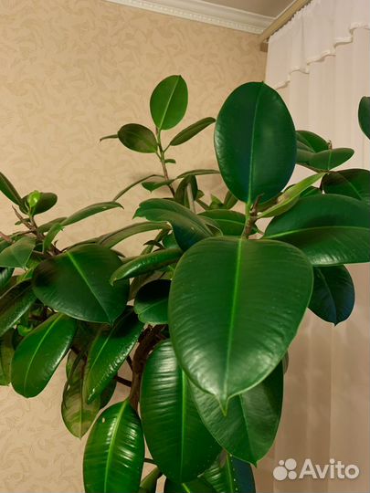 Фикус каучуконосный большой