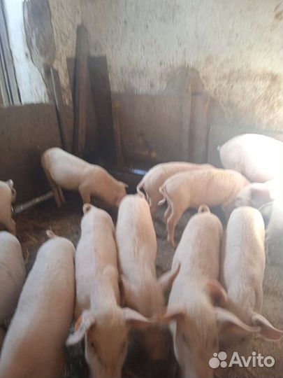 Продаются поросята цена договорная