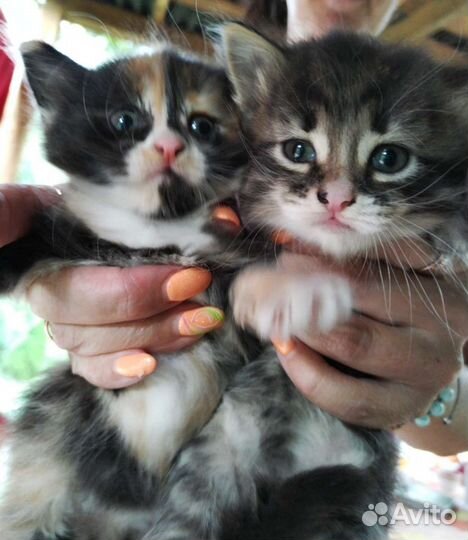 Котята в добрые руки бесплатно
