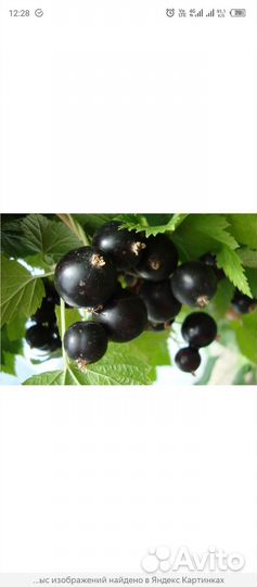 Черная смородина свежая
