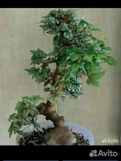 Бегония Дрега каудексная