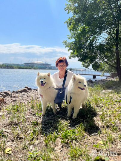 Передержка домашних животных