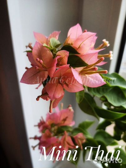 Бугенвиллия