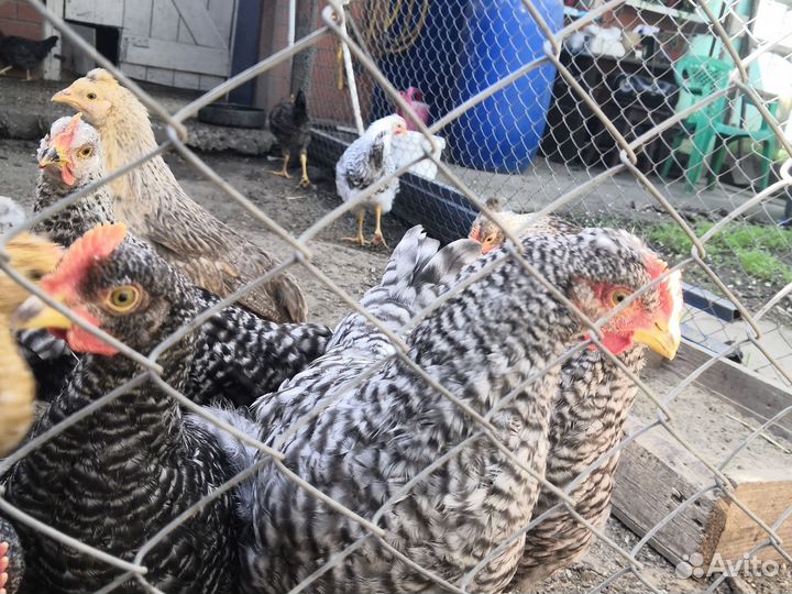 Молодые петухи