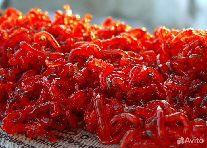 Мотыль, Червь, опарыш