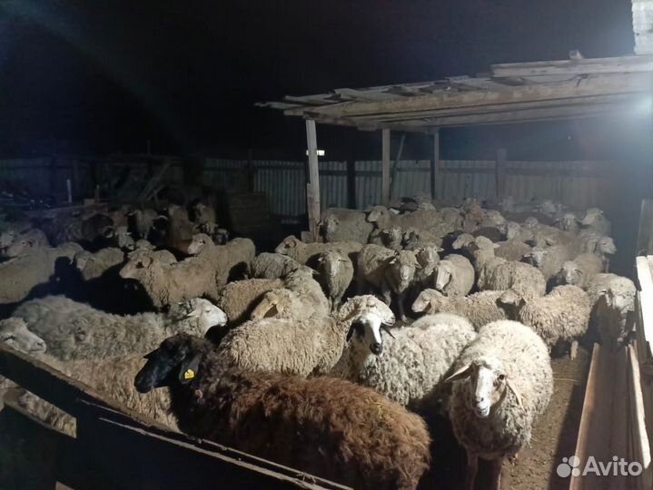 Овцы бараны ягнята