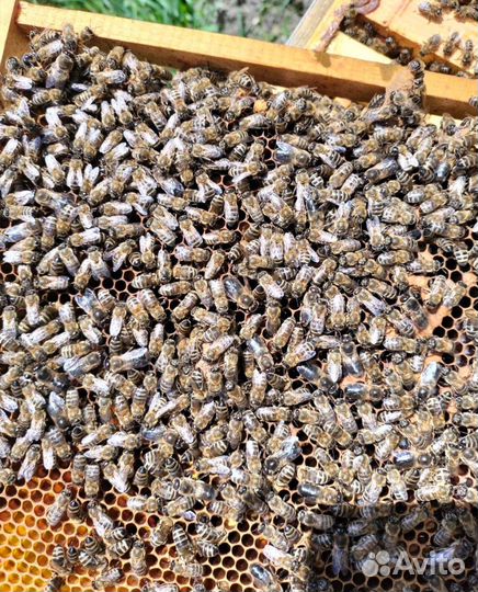 Пчелопакеты. Пчелосемьи. Матка.Порода Карника