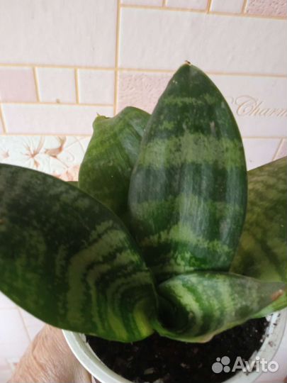 Сансевиерия