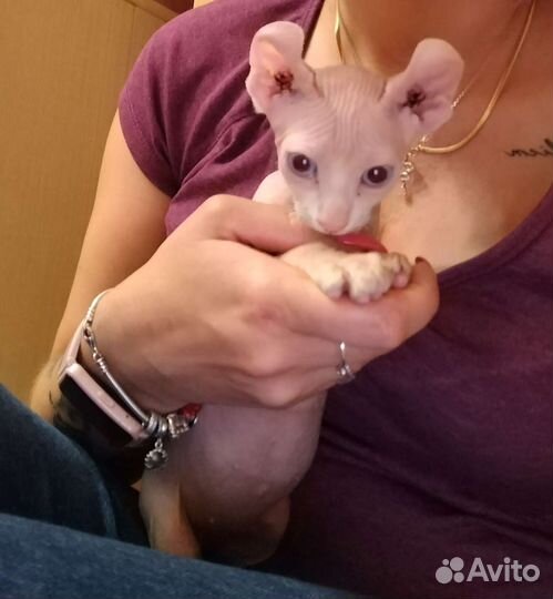 Канадский сфинкс эльф котенок