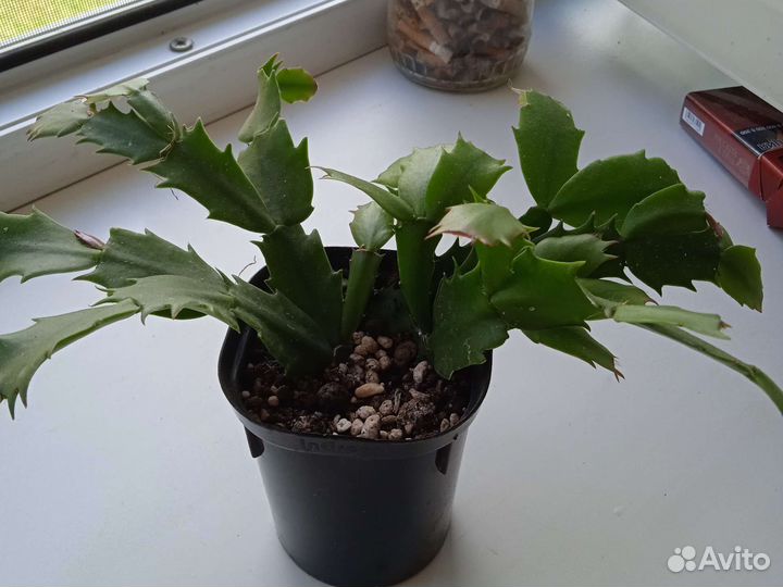 Аихризон декабрист.фиалка фикус