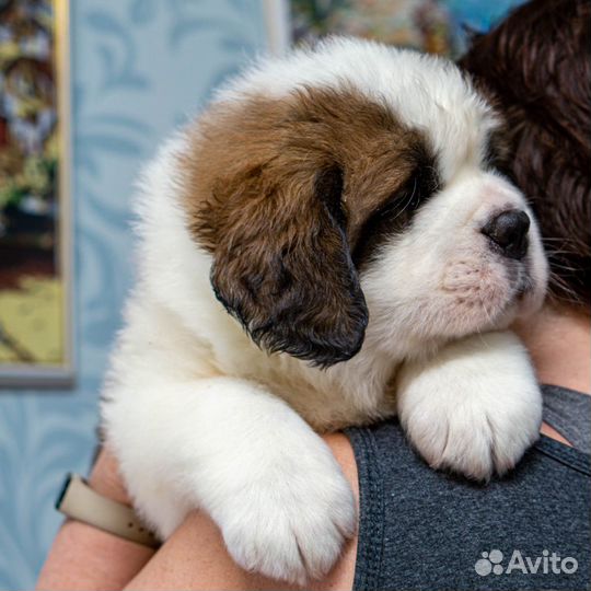 Сенбернары